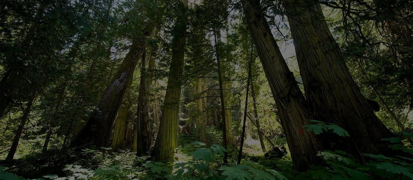 Trees in the Forrest