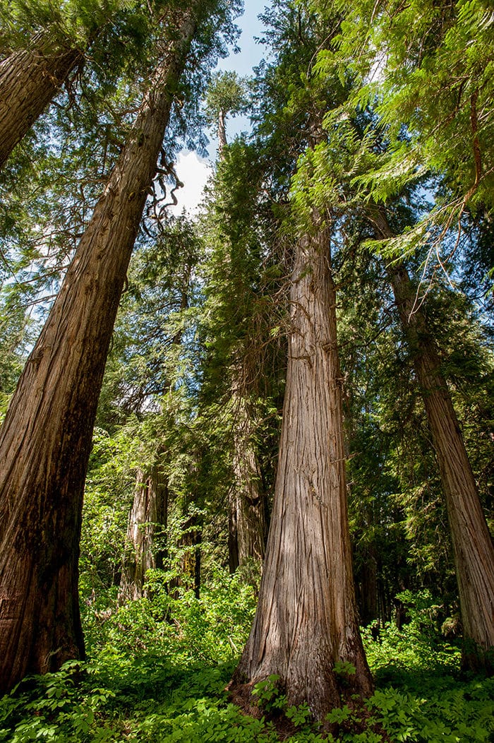 Latewood Trees Tall